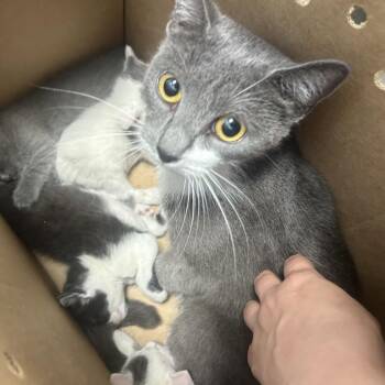 Victoria -  Domestic Short Hair Cat for Adoption in Philadelphia, Pennsylvania - Victoria | PetCurious