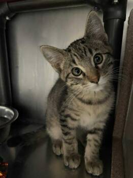 Rescue Domestic Short Hair Cats for Adoption in Stillwater, Oklahoma - Rhythm | PetCurious