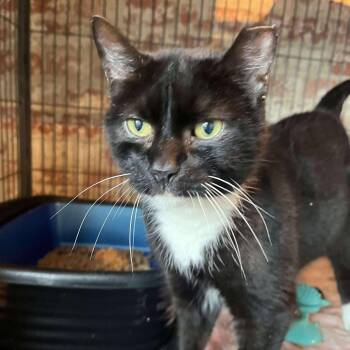 Rescue Tuxedo Cats for Adoption in Huntington, New York - Lexie | PetCurious