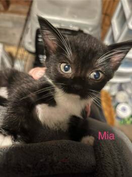 Mia -  Domestic Short Hair Cat Available for Adoption in Virginia Beach, Virginia - Mia | PetCurious