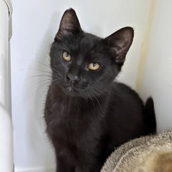 Mie Goreng -  Domestic Short Hair Cat for Adoption in Woodinville, Washington - Mie Goreng | PetCurious