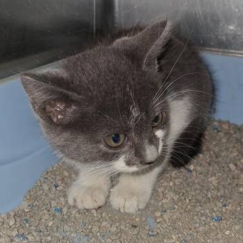 Grumble -  Domestic Short Hair Cat for Adoption in Auburn, Alabama - Grumble | PetCurious