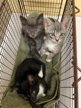 MAKO -  Domestic Short Hair Cat for Adoption in Tustin, California - MAKO | PetCurious