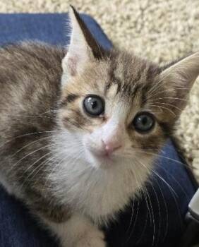 Rescue Domestic Short Hair Cats for Adoption in West Hollywood, California - Magnolia | PetCurious