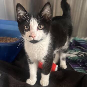 Domestic Short Hair Cats Available for Adoption - Rachel Berry | PetCurious