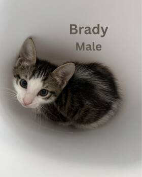 Brady -  Domestic Short Hair Cat for Adoption in Largo, Florida - Brady | PetCurious