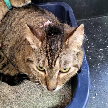 Lulu (pink) -  Domestic Short Hair Cat for Adoption in Belfair, Washington - Lulu (pink) | PetCurious