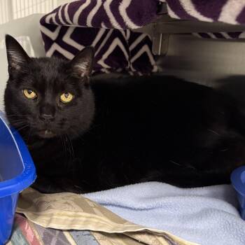 Domestic Short Hair Cats Available for Adoption in Midland, Michigan - Ebony | PetCurious