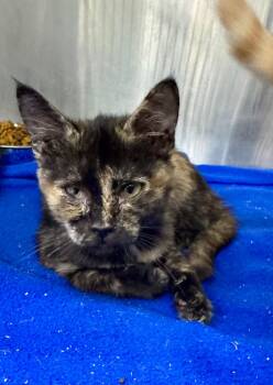 Rescue Domestic Short Hair Cats for Adoption in Danielsville, Georgia - Naya | PetCurious