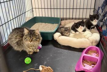 Eclair -  Domestic Short Hair Cat for Adoption in Glenfield, New York - Eclair | PetCurious