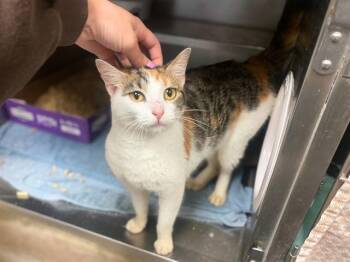 SEPHORA -  Domestic Short Hair Cat for Adoption in Fort Wayne, Indiana - SEPHORA | PetCurious