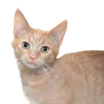Wren Rockbridge -  Domestic Short Hair Cat for Adoption in Merrifield, Virginia - Wren Rockbridge | PetCurious