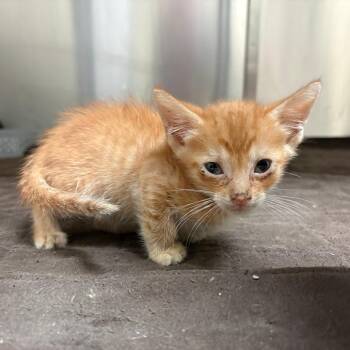 Goose -  Domestic Short Hair Cat for Adoption in Columbus, Georgia - Goose | PetCurious