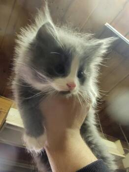 Johnson (Johnny) -  Domestic Long Hair Cat for Adoption in Fredericton, New Brunswick - Johnson (Johnny) | PetCurious