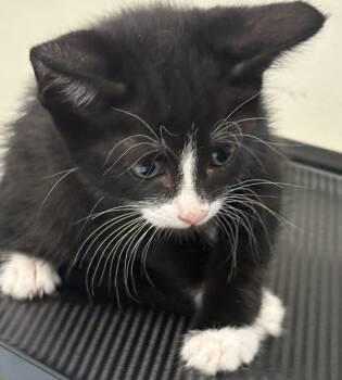 Rescue Domestic Short Hair Cats for Adoption in Napa, California - Huntress | PetCurious