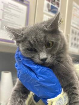 ANN -  Domestic Medium Hair Cat for Adoption in Las Vegas, Nevada - ANN | PetCurious