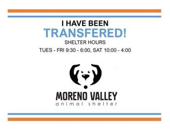 Domestic Short Hair Cats Available for Adoption in Moreno Valley, California - A550540 | PetCurious