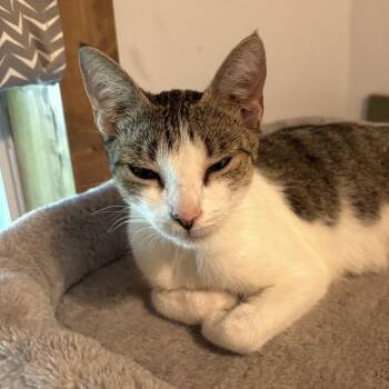 Sammy -  Tabby Cat for Adoption - Sammy | PetCurious