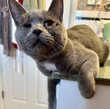 Rescue Domestic Medium Hair Cats for Adoption in Greensburg, Pennsylvania - Lark | PetCurious