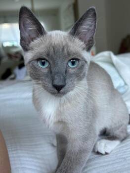 DAKOTA -  Domestic Short Hair Cat for Adoption in Burbank, California - DAKOTA | PetCurious