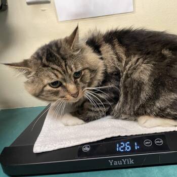 Zuko -  Domestic Medium Hair Cat for Adoption in Pasadena, California - Zuko | PetCurious
