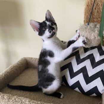 Domestic Short Hair Cats Available for Adoption in Hopkinton, Massachusetts - Aspen | PetCurious