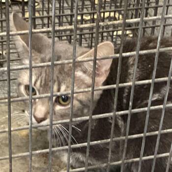 Doobie -  Domestic Medium Hair Cat for Adoption in Montgomery, Alabama - Doobie | PetCurious
