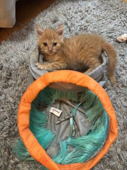 Cheddar -  Domestic Long Hair Cat for Adoption in Union Grove, Wisconsin - Cheddar | PetCurious