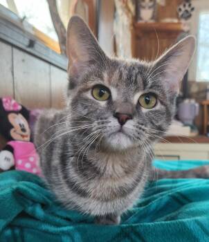 Tabby Cats Available for Adoption - Nicole | PetCurious