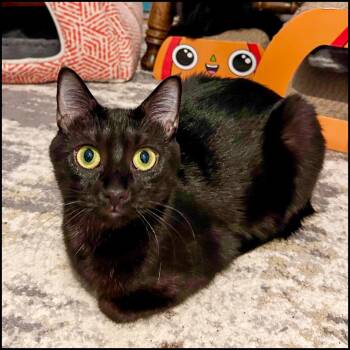 Domestic Short Hair Cats Available for Adoption - Lady | PetCurious