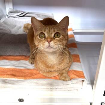 Domestic Short Hair Cats Available for Adoption in Sarasota, Florida - Tahini | PetCurious