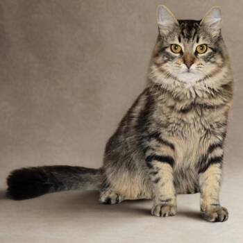 Atlas -  Domestic Short Hair Cat for Adoption in Tylertown, Mississippi - Atlas | PetCurious