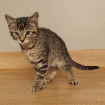 Baseball C70746 -  Domestic Short Hair Cat for Adoption in Minnetonka, Minnesota - Baseball C70746 | PetCurious