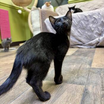 Zion -  Domestic Short Hair Cat for Adoption in Bloomington, Illinois - Zion | PetCurious