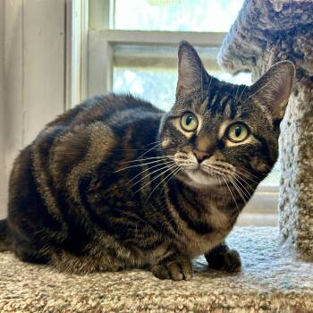 Lily -  Domestic Short Hair Cat for Adoption in Guelph, Ontario - Lily | PetCurious