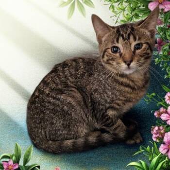 MINNOW -  Domestic Short Hair Cat for Adoption - MINNOW | PetCurious