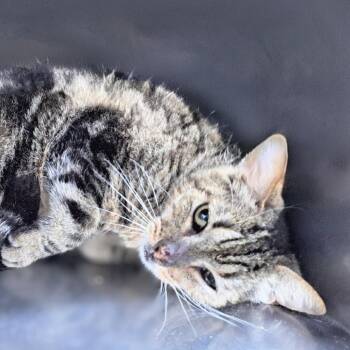 Benny Houston -  Domestic Short Hair Cat Available for Adoption in Denver, Colorado - Benny Houston | PetCurious
