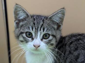 Bat -  Domestic Short Hair Cat for Adoption in Portland, Oregon - Bat | PetCurious