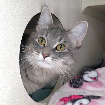 Domestic Medium Hair Cats Available for Adoption in Michigan City, Indiana - Cleo | PetCurious