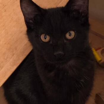 Clint -  Domestic Short Hair Cat for Adoption in Sunnyvale, California - Clint | PetCurious