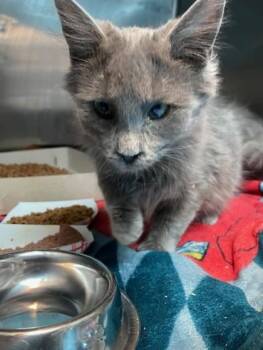 Domestic Medium Hair Cats Available for Adoption in El Paso, Texas - 60716130 | PetCurious