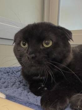 Fluffin -  Domestic Short Hair Cat for Adoption in Bellevue, Washington - Fluffin | PetCurious