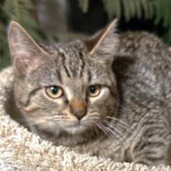 SELENA - SWEETEST AND SILLIEST -  Bengal Cat for Adoption in Oakwood, Georgia - SELENA - SWEETEST AND SILLIEST | PetCurious
