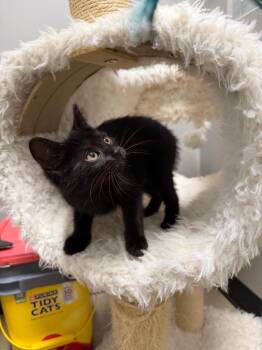Cleopatra -  Domestic Short Hair Cat for Adoption in Pierceton, Indiana - Cleopatra | PetCurious