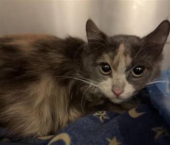 A121987 -  Domestic Long Hair Cat for Adoption in West Valley City, Utah - A121987 | PetCurious
