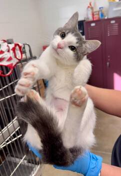 Bastian -  Domestic Short Hair Cat Available for Adoption in Gillette, Wyoming - Bastian | PetCurious