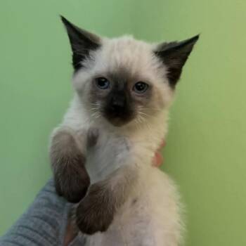Siggy -  Siamese Cat for Adoption in Lyle, Minnesota - Siggy | PetCurious