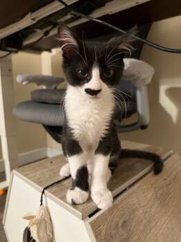 Rescue Domestic Medium Hair Cats for Adoption in Bonsall, California - Finn 4774 | PetCurious