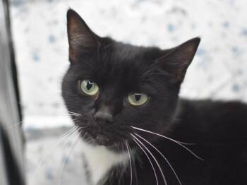 Domestic Short Hair Cats Available for Adoption - Shamrock | PetCurious