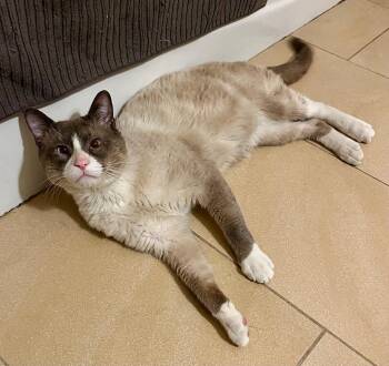 Siamese Cats Available for Adoption - Asher | PetCurious